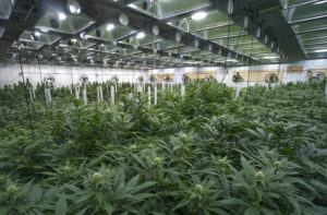 Pot plants