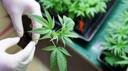 Marijuana plant