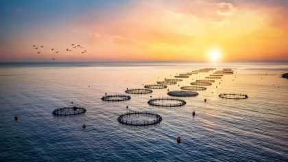aquaculture in open water