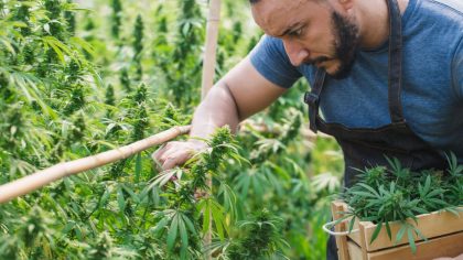 cannabis workers