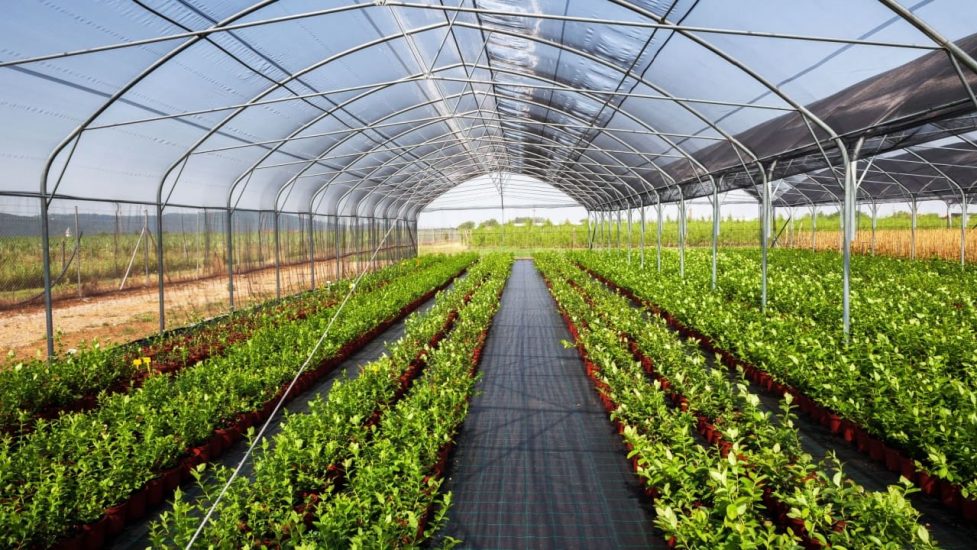 controlled environment agriculture