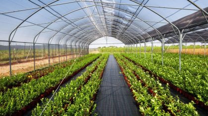 controlled environment agriculture