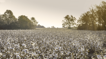 cotton field