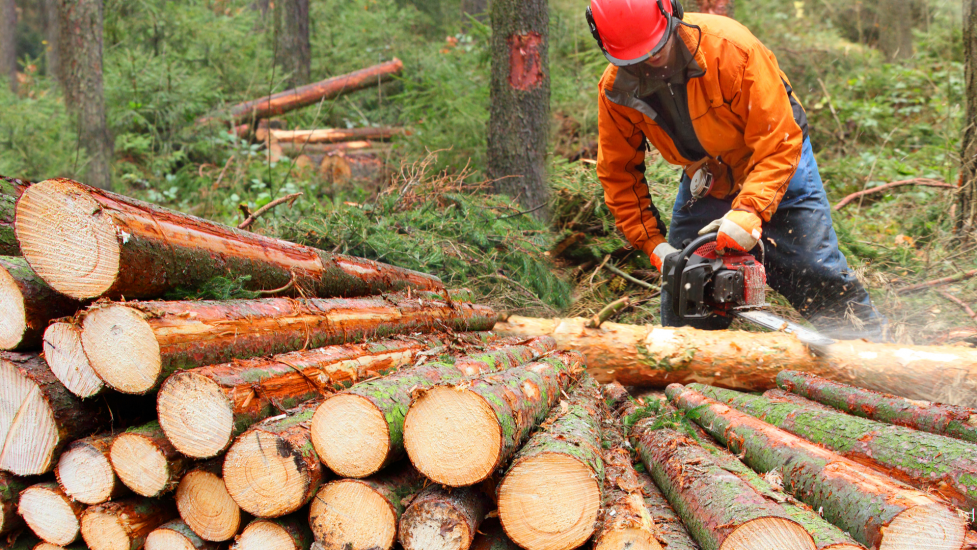 logging-industry-worker