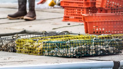 oyster farming