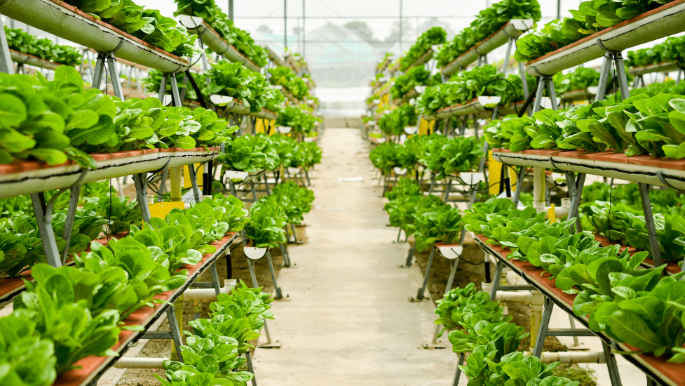 vertical farming